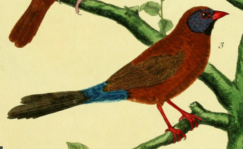 Violet-eared Waxbill