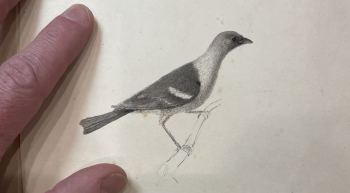 Charles Willson Peale, illustration of Western Tanager