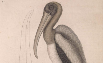 Wood Stork