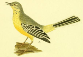 Western Yellow Wagtail