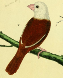 White-headed Munia