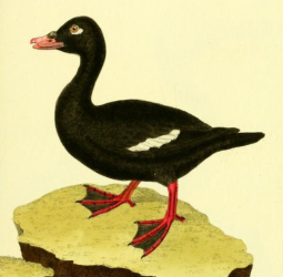 White Winged Scoter, Drawn by F.-N. Martinet
