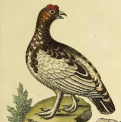 Willow Ptarmigan