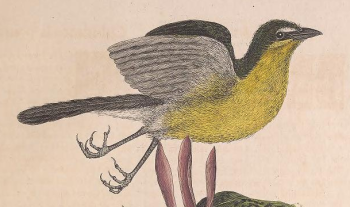 Yellow-breasted Chat