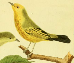 Yellow Warbler