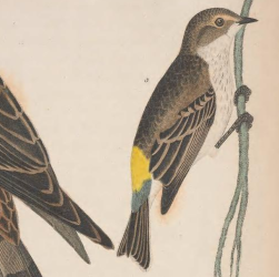 Hooded Warbler