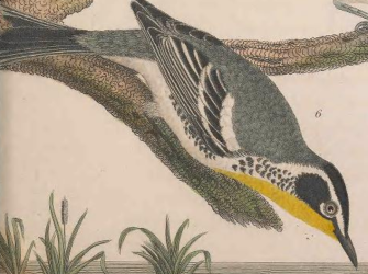 Yellow-throated Warbler