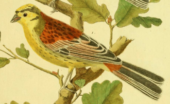 Yellowhammer