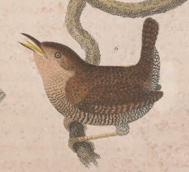Winter Wren