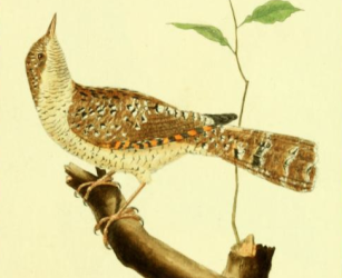 Wryneck