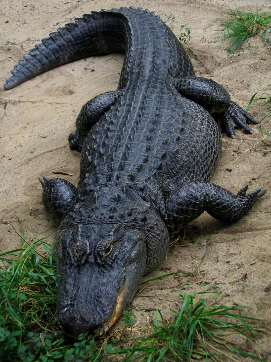 gator