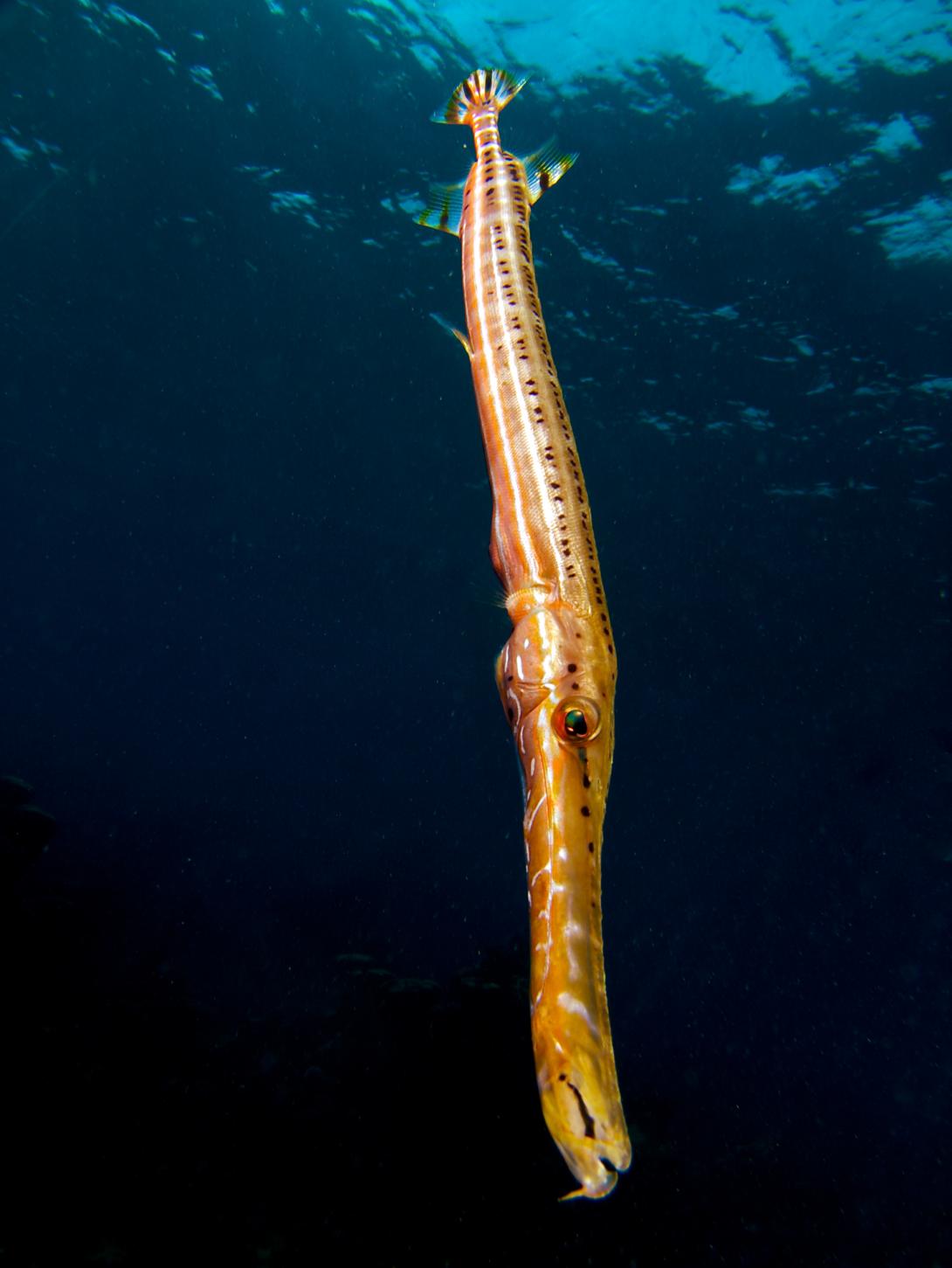 trumpet fish