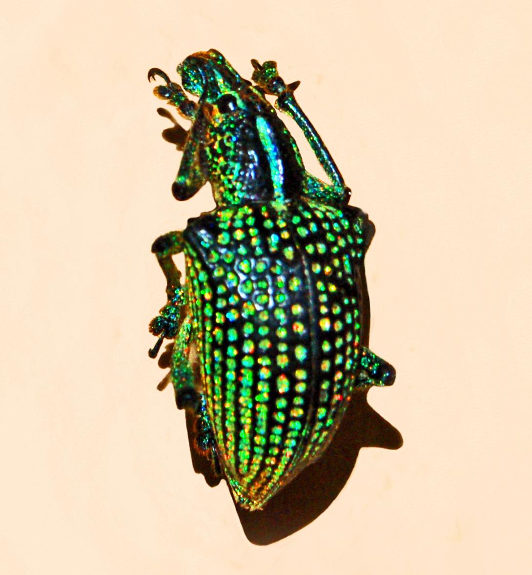 diamond beetle