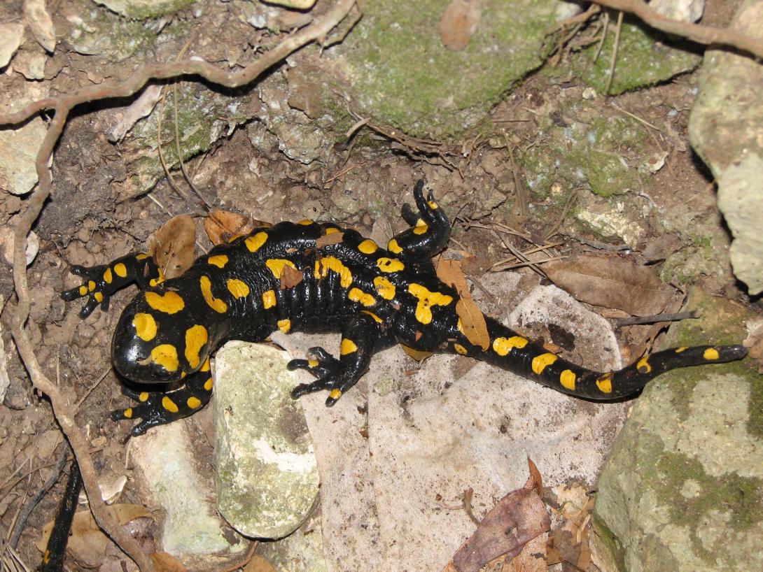 salamander