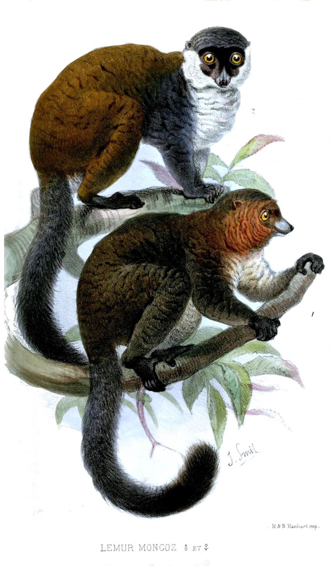 picture of a mongoose lemur