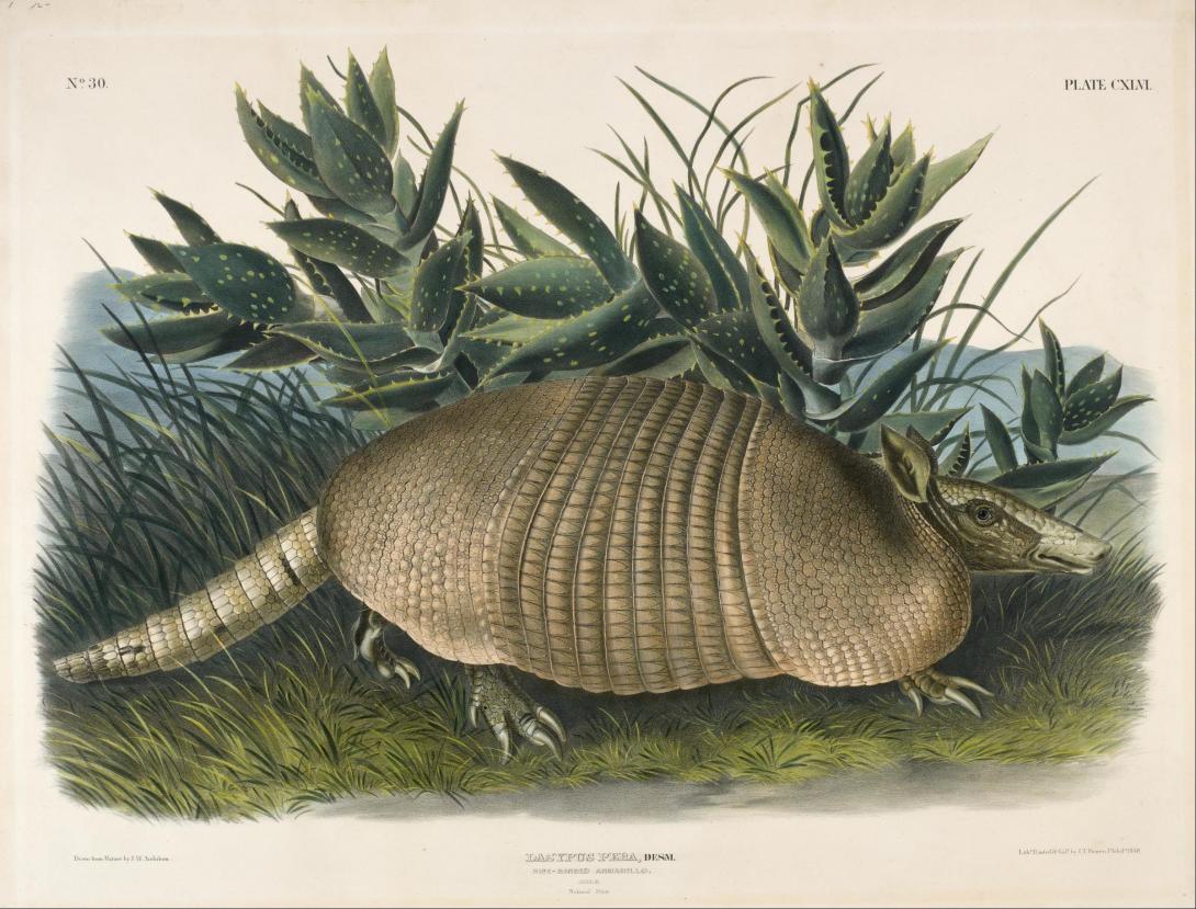 armadilo