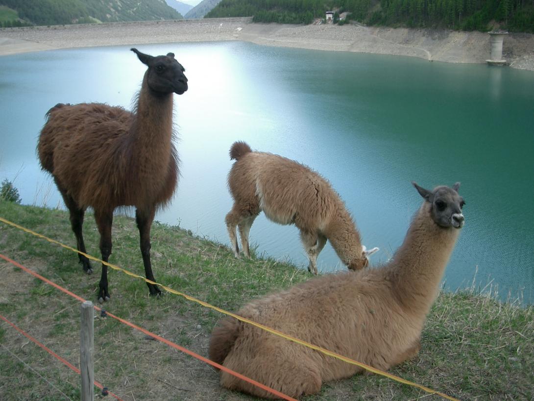 llama