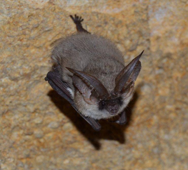 bat