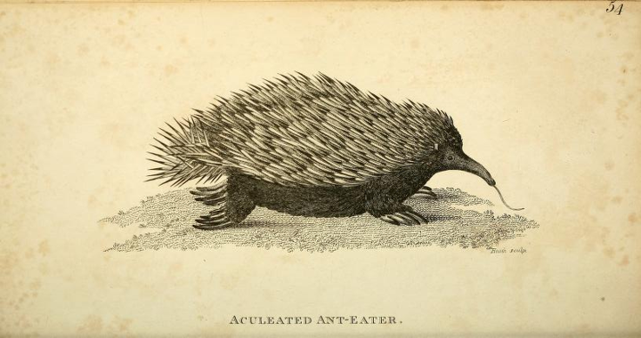 anteater