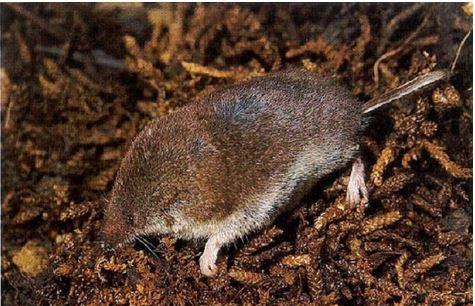 shrew