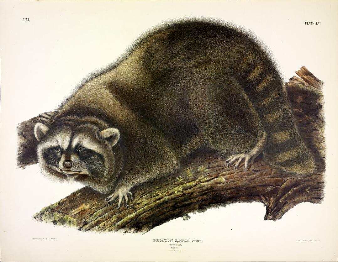 racoon