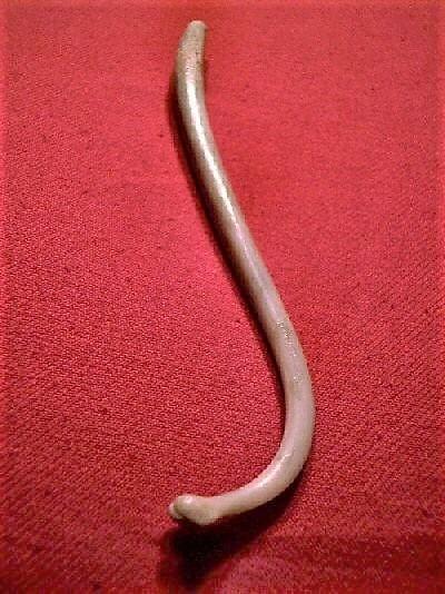 baculum