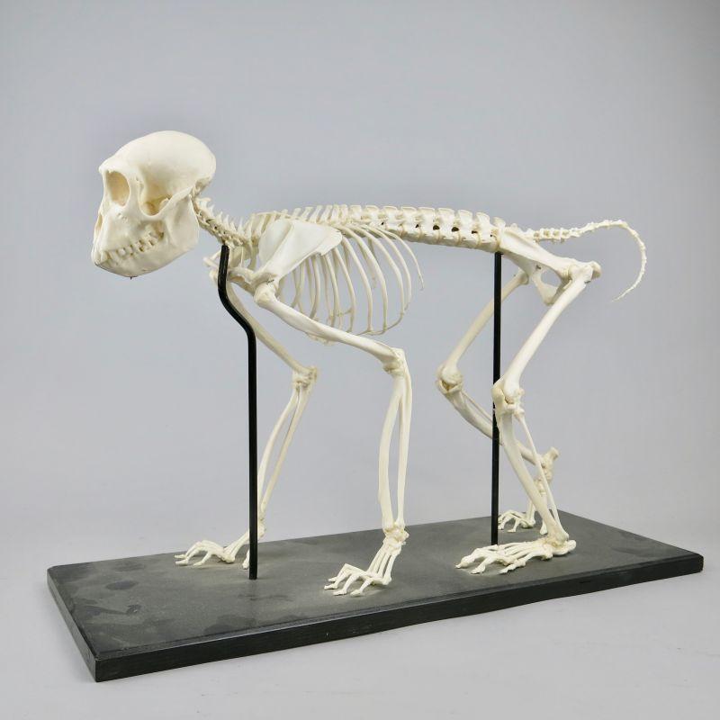 skeleton