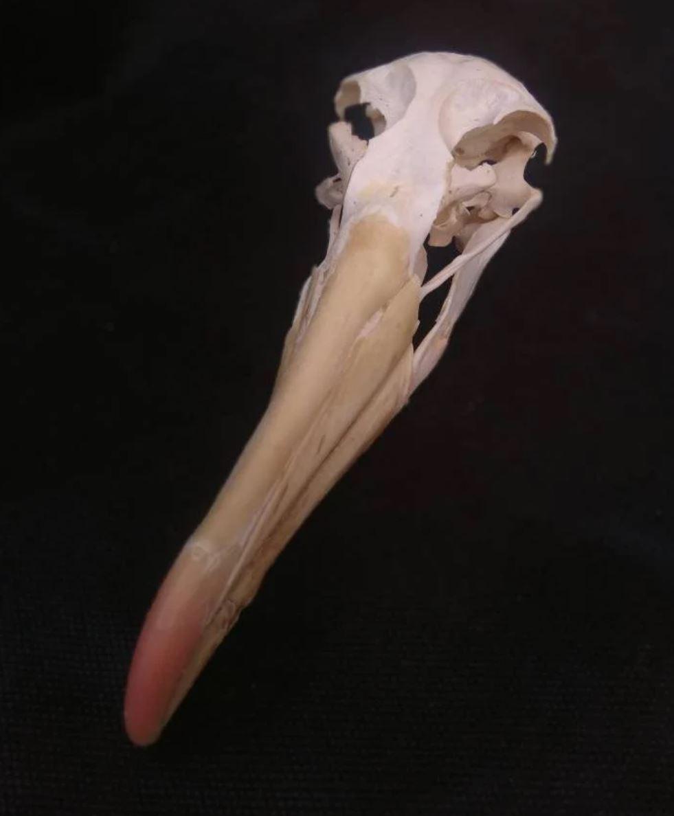albatross skull