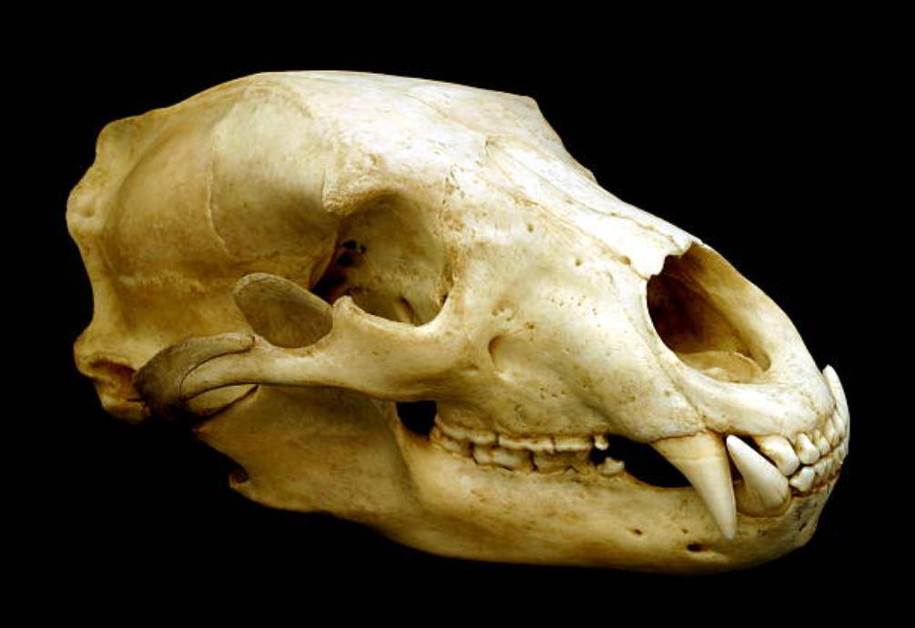 bear skull