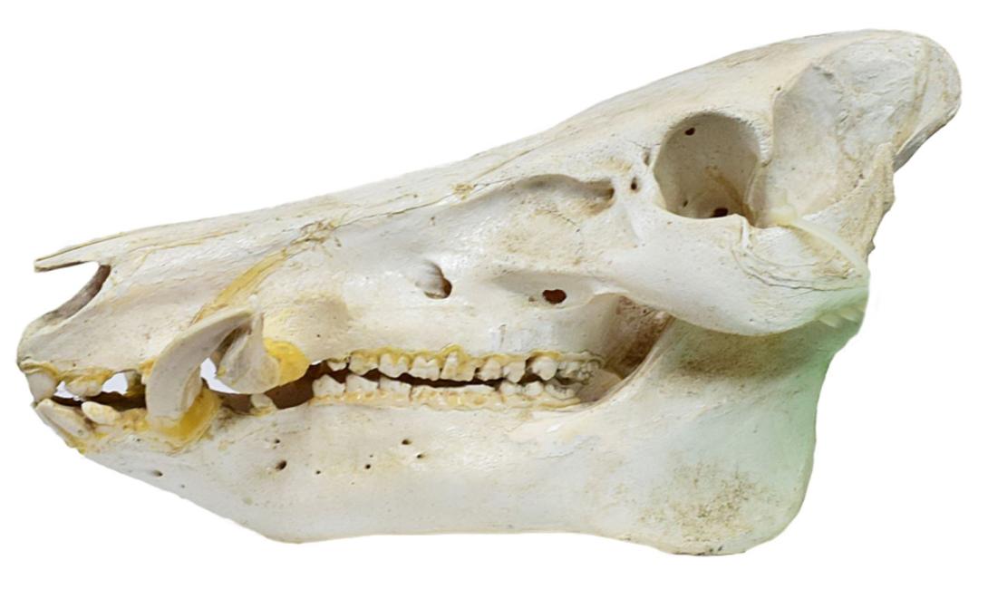 skull