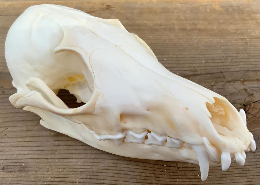 fox skull