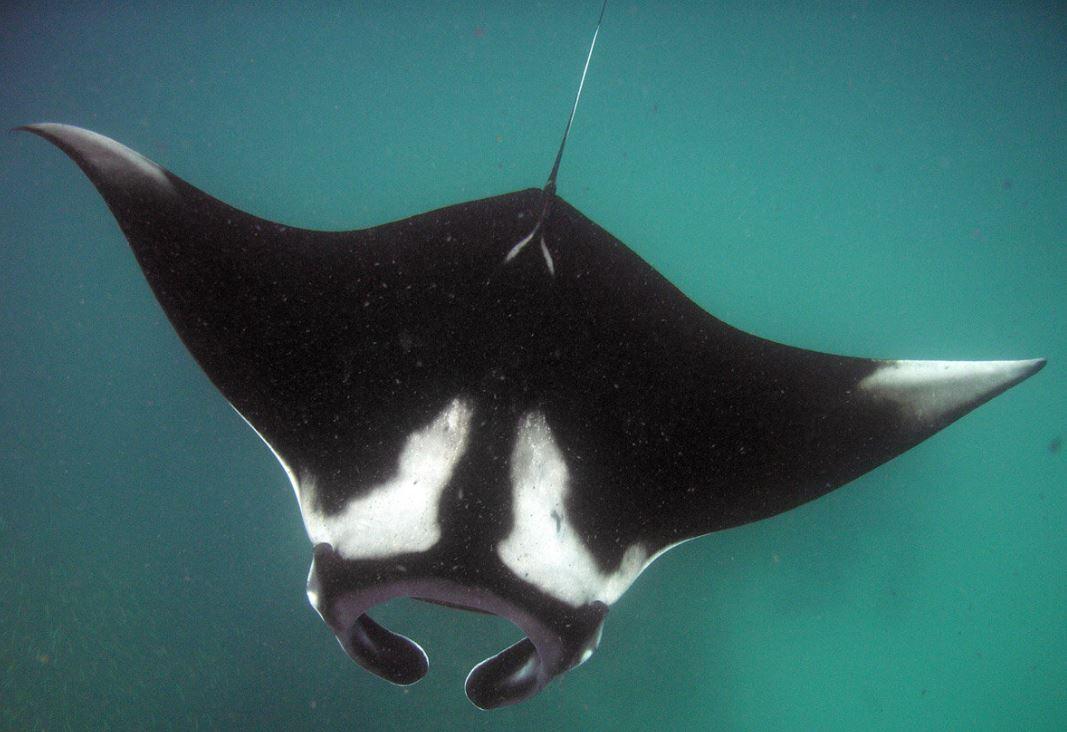 manta