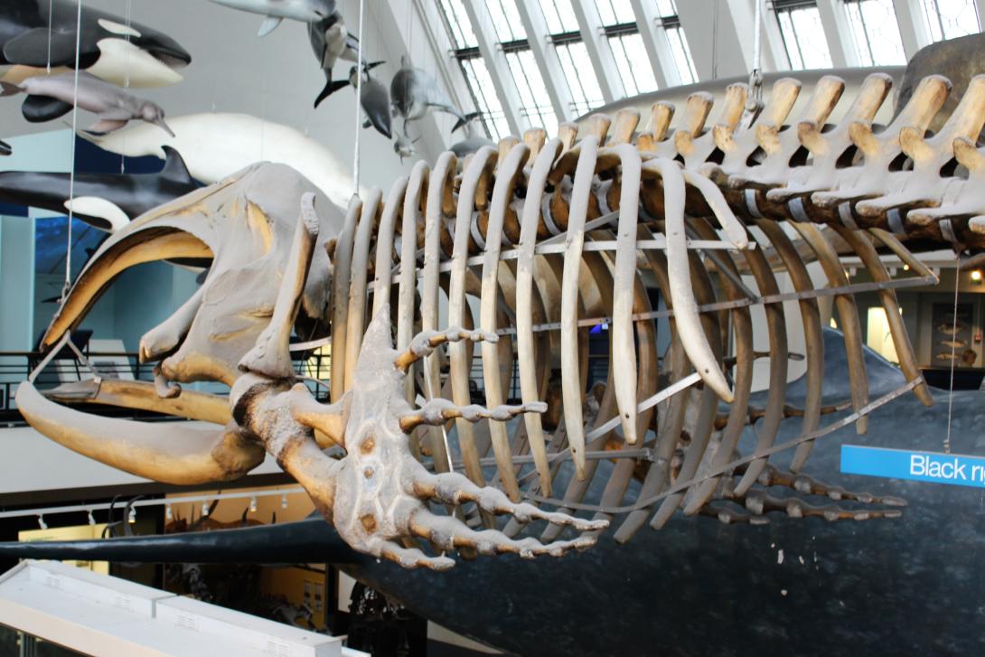 whale bones
