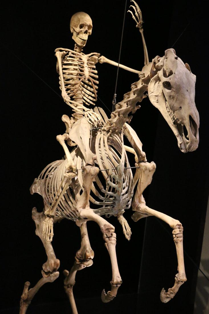 skeleton
