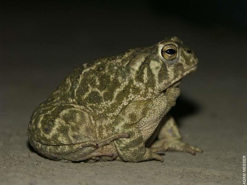 bufo