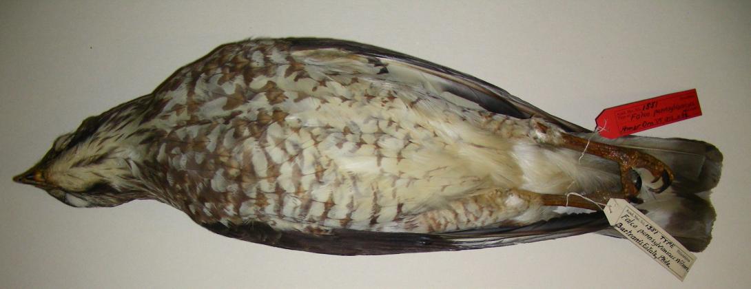 Specimen from Academy of Natural Sciences of Drexel University