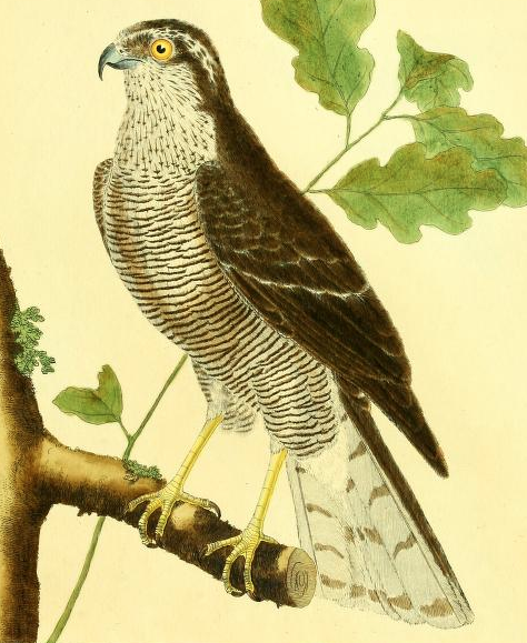 Drawing by F.-N. Martinet