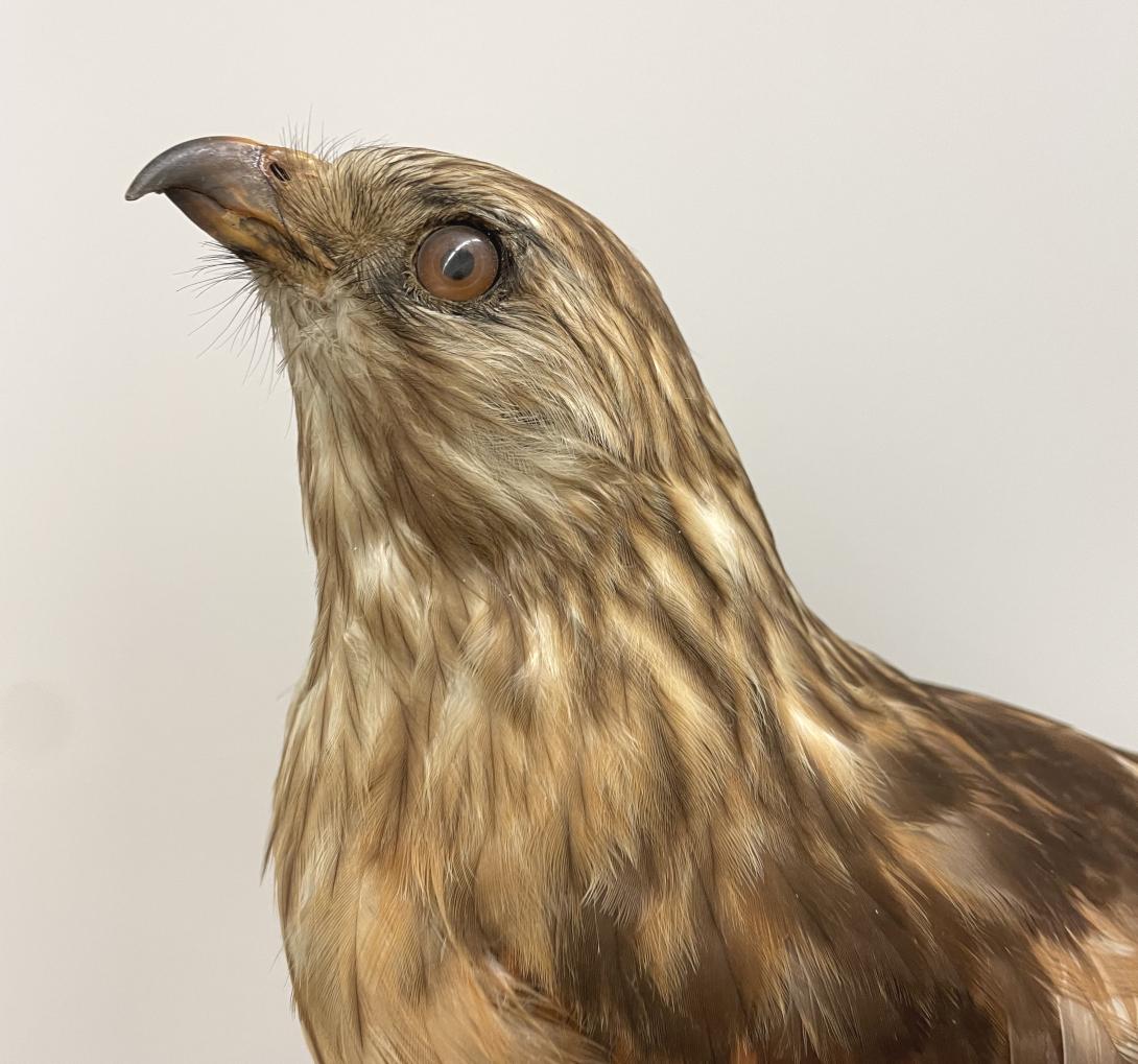 Red-shouldered Hawk (mounted taxidermy)