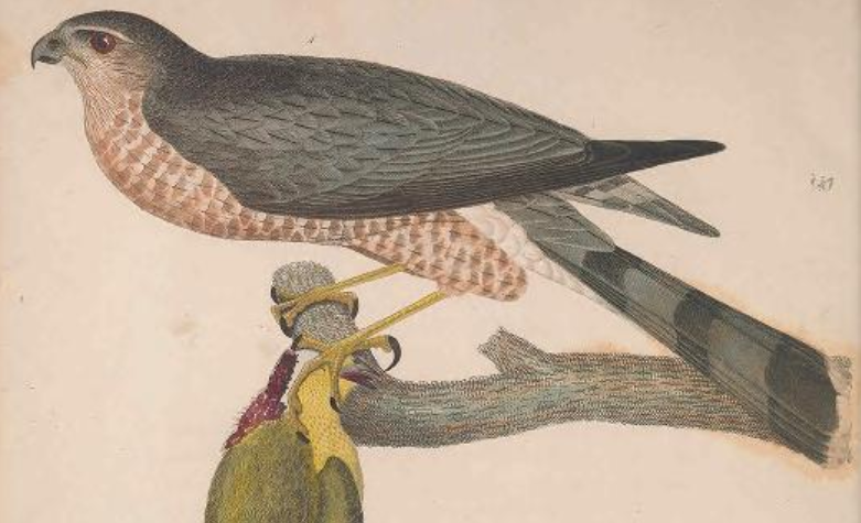 Engraving by J. G. Warnicke