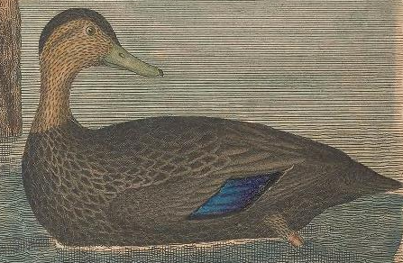 American Black Duck, Engraved by A. Lawson