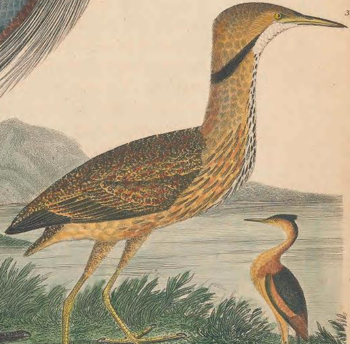American Bittern
