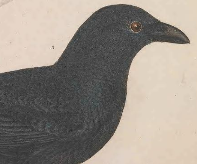 American Crow