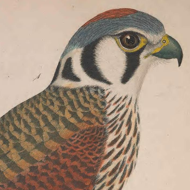 American Kestrel