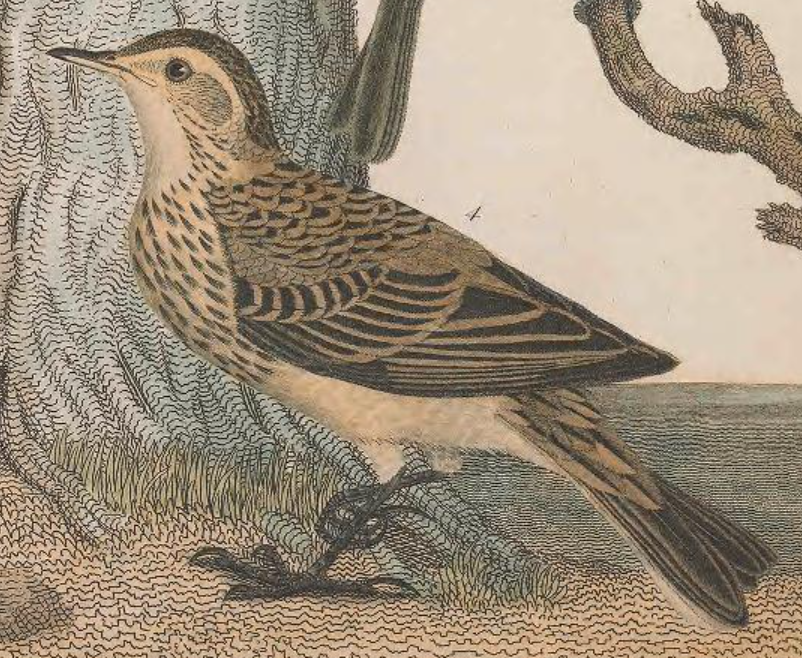 American Pipit