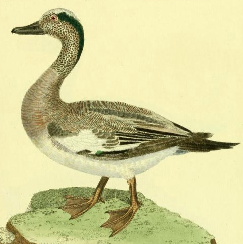 Drawn by F.-N. Martinet