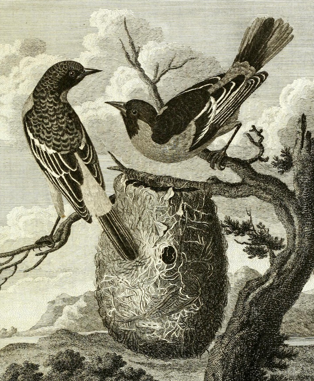 Baltimore Oriole