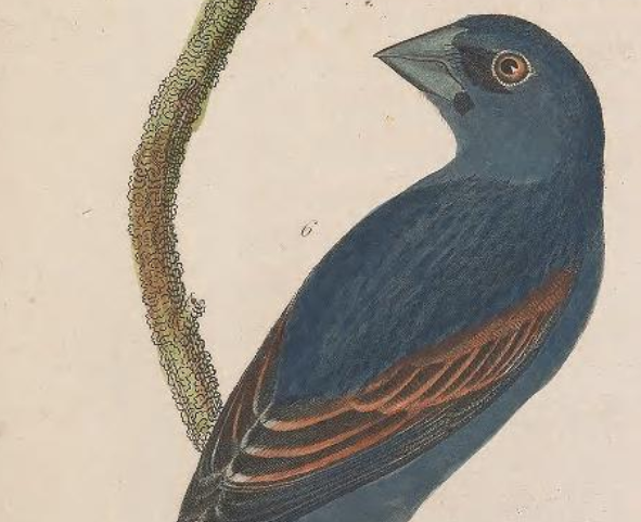 Engraved by A. Lawson