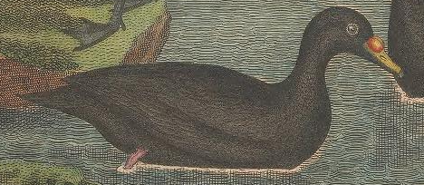 Engraved by A. Lawson