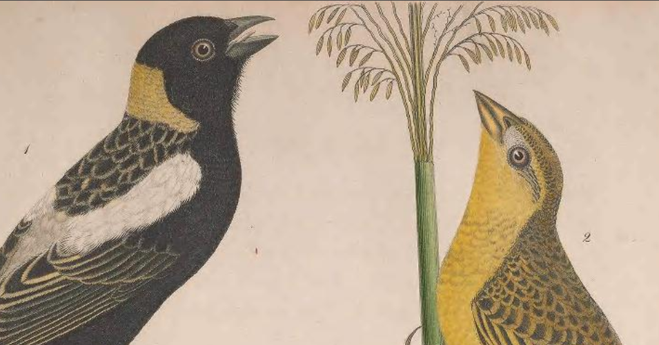 Bobolink