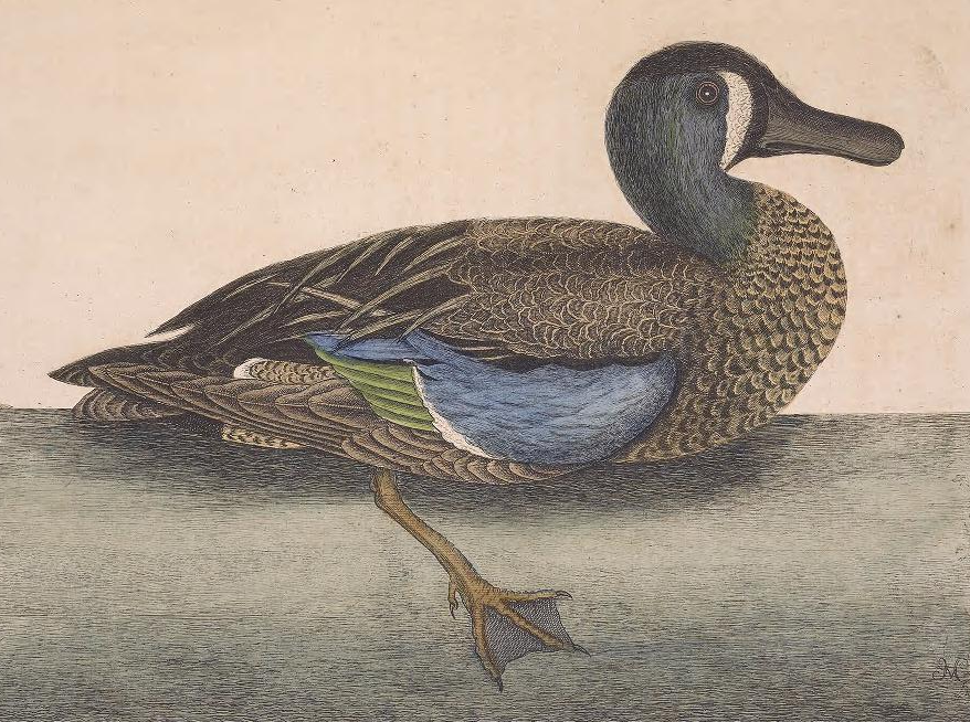 Blue-winged Teal